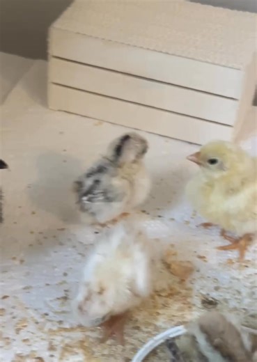 Little tiny Serama babies in their own little tiny world! Five days old! | The Serama Farm