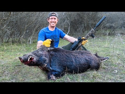 Stalking Wild Pigs in Texas Brush!