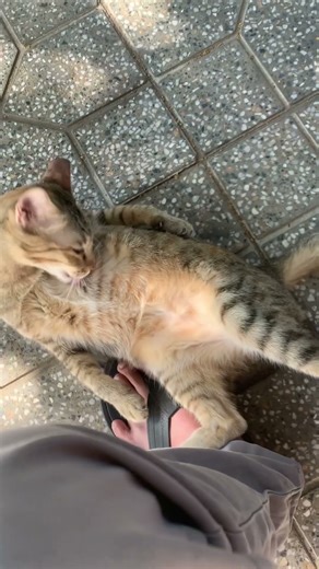 #cat #cute #love #fyp