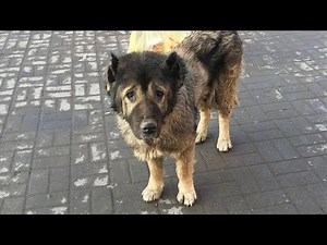 Abandoned cancer dog cried while being fed and the sad truth behind