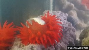 Sea Anemone Eating on Make a GIF