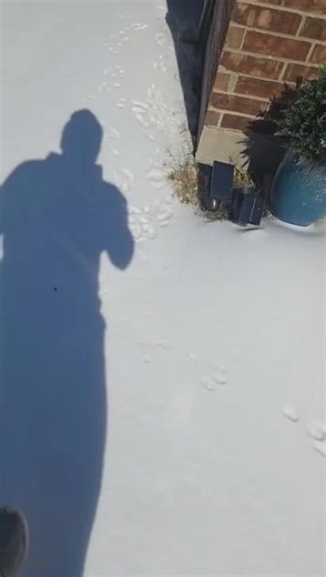 Our community has several Bobcats spotted that have been hunting all our 🐰 #dallaska #animalplanet | Jessica Archibald-Nicholas