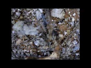 Ethical Treatment of Dust Mites