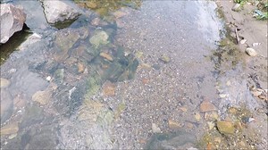 9.1K views · 102 reactions | City Creek Treasure Hunt: Emptying the Hole | Exploring Alabama | Facebook