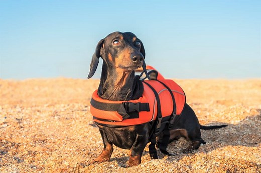 Doxin, Doxen, Doxie, or Dachshund? 11 Facts About This Weiner Dog