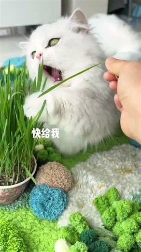 和小猫咪一起来种一罐猫草吧 #猫草 #种猫草 #萌宠好物 #小猫咪能有多可爱