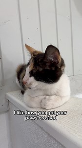 Skittles has a little attitude today… #fluffyfeatherfarm #catitude #kitten #cat #overit | Fluffy Feather Farm