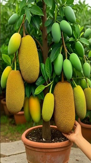 Mango & Jackfruit Growing Guide: From Cuttings to Healthy Trees