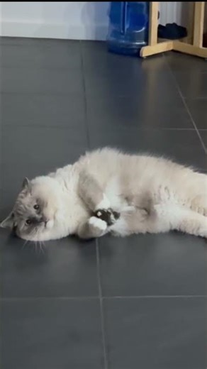 Rats! 🐀 | Locked in | Astro the Ragdoll