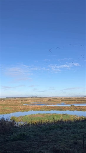 There’s a fair few pink-footed geese at RSPB Loch of Strathbeg at the moment! Last Monday we had a count of 19,000, which is the most we’ve had in a few years. | RSPB Aberdeen and North East Scotland