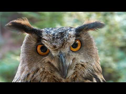 Unit 2 Lesson 10 Read-Aloud: Birds: Wings and Feathers