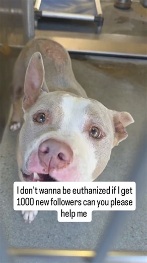 Nina's dogs 🐕hope shelter on Instagram: "Update: Rescued 🚨 VENICE – 72 HOUR NOTICE HAS LAPSED • SCHEDULED FOR EUTHANASIA ANY DAY 🚨 Venice breaks your heart in the quietest way. When you meet him, he doesn’t demand attention — he offers it gently. Soft eyes. Neutral ears. A slow, careful wag. During my visit, he moved with the kind of caution that tells you life hasn’t always been kind to him. He’s a senior pittie with skin issues, a body that’s clearly been through things, and yet somehow… he