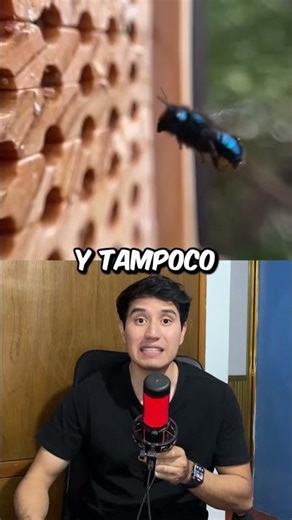 The rarest bees in the world are blue 😲