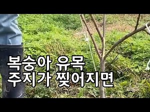 How to revive a torn peach tree branch