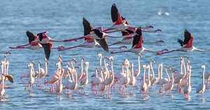 Des dizaines de flamants roses tués à Bombay dans une collision avec un avion de ligne