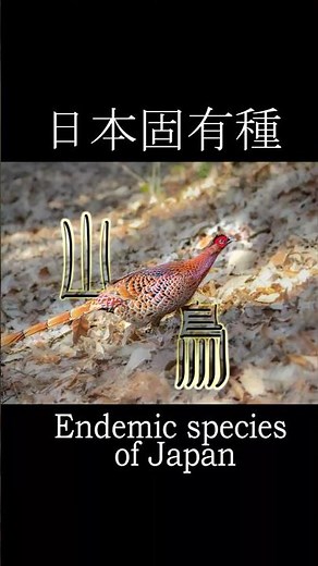 【山鳥の尾】日本固有種ヤマドリCopper Pheasantc Endemic species of Japan #火の鳥 #珍鳥 #野鳥 #Bird #rarebirds