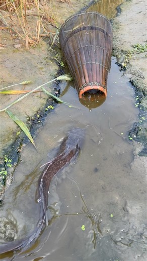 Amazing Catfish Trapping vlog #shortsviral #viral