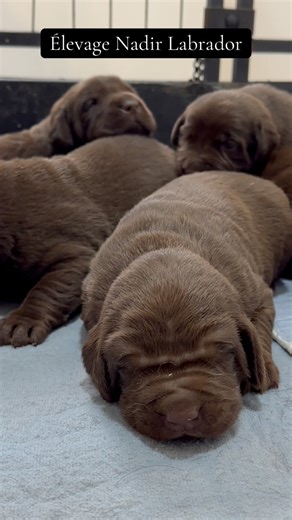 Découvrez la douce portée de Nadir Violette ! Dans cette vidéo, vous pourrez voir notre magnifique maman prenant soin de ses six adorables chiots labradors chocolat. À seulement deux semaines, ces petits bouts ont les yeux ouverts et commencent à explorer leur environnement avec curiosité. 🐾Nadir Violette les veille avec tendresse et attention, leur offrant tout l'amour dont ils ont besoin pour grandir en pleine santé.Restez connectés pour suivre leurs aventures et leur évolution au fil des sem