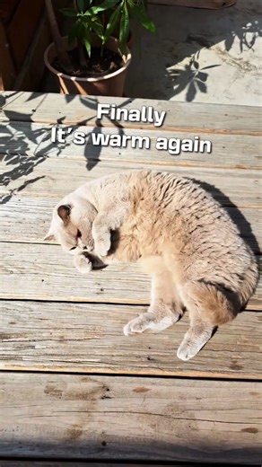 Finally Warm! ☀️ Cute Cat Enjoying the First Sunny Day of Spring - British Shorthair Cat