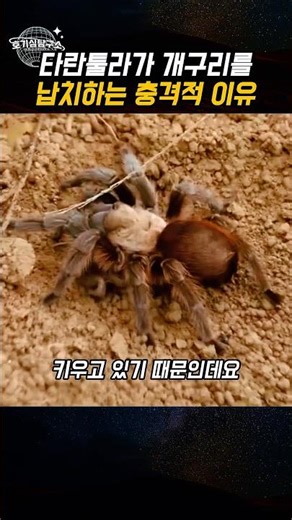 타란툴라가 개구리를 납치하는 충격적 이유
