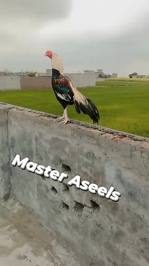 Java Aseel Murga | Bagyara Aseel Murga | Master Aseels #JavaAseel #Aseel #Aseelmurga #bagyaraaseel #pureaseelmurga | Master Aseels