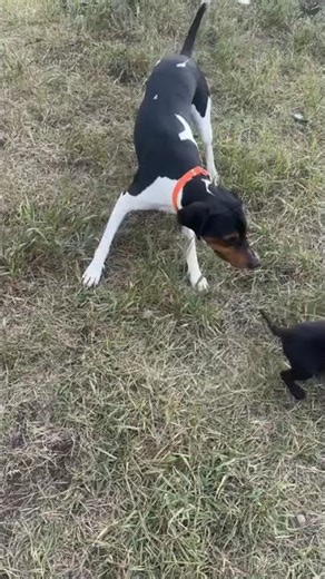 Roscoe was excited to meet his new brother Bow 6 months ago! #bestfriends #hounddog #puppy