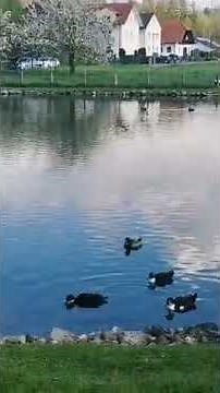 Arnsberg - Bruchhausen - Ententeich