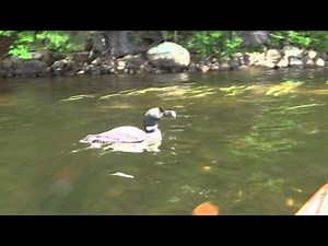 Adult Female Loon Diving and chasing fish in NH
