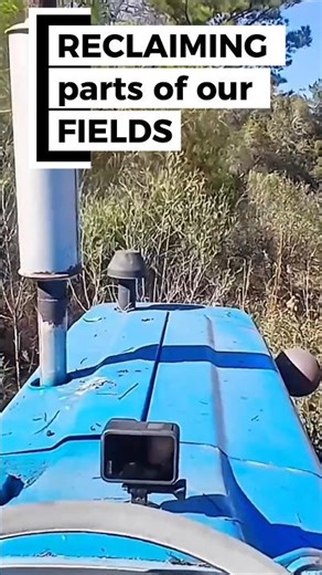 Ford 3000 working hard #tractor #shorts #farming #fun #mowing #fordtractor