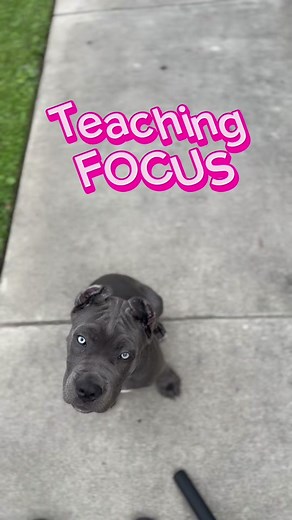 🏆TEACHING FOCUS THROUGH “FREE SHAPING”🏆 Free shaping is essentially capturing a behavior without assisting the dog and using a marker or clicker to “mark” the desired behavior, followed by a reward. To put it simply, you wait for the dog to do what you want and then reward them the moment they do. Free shaping can be really awesome way to teach your pup to think and not rely completely on a lure or your guidance in order to perform something. Furthermore, you don’t have to fade anything (like 