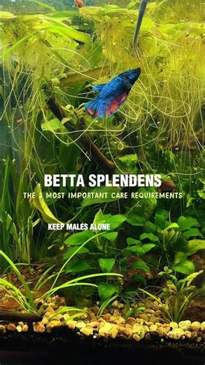 How to keep Betta Splendens🐟