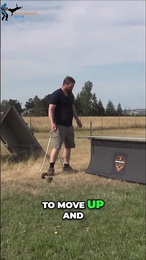 Mastering Hurdles: Troubleshooting and Success in Dog Training!