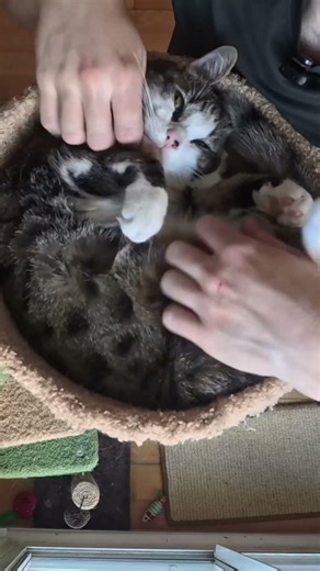 Extremely purry cat does ASMR #cat #asmr #purring #purr