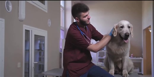 County Veterinarians Accepting New Patients, Offering Options for Pet Owners Willing to Travel