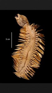 Meet Eulagisca gigantea — the deep-sea worm you don’t want to meet up close. Found in the icy waters of Antarctica, this creature can grow up to 8 inches long and has a mouth that flips inside out when it feeds. Its body is covered with shiny golden bristles that look almost metallic. It lives thousands of feet below the surface where sunlight never reaches — and it’s one of the ocean’s most mysterious predators. 📷: Smithsonian Oceanographic Sorting Center/ Matt Brown NIWA/ Smithsonian NMNH | C