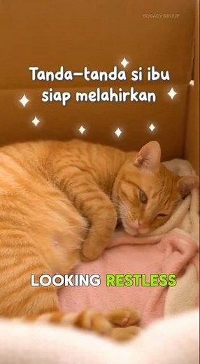 Signs Your Pregnant Cat Is About to Give Birth