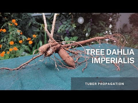 Tree Dahlia - Dahlia Imperialis - Learn how to propagate The Tree Dahlia using its' Tuber.