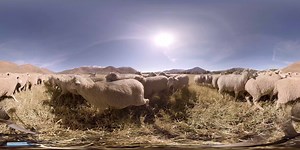 3.9K views · 118 reactions | The Trailing of the Sheep Festival is in full swing! Check out this GoPro 360 view from the Sheep Dog Trials. Stay tuned for updates from the parade this Sunday. | Sun Valley Resort | Facebook