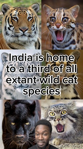 Exploring India's Wildcat Diversity: A Home for Big and Small Cats