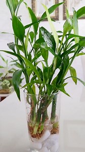 Bambu da sorte 🌱 Adicionei água oxigenada para evitar fungos🌱 #decoracaocomplantas #plantas #amorporplantas #plantasnaagua | Meu jardim secreto