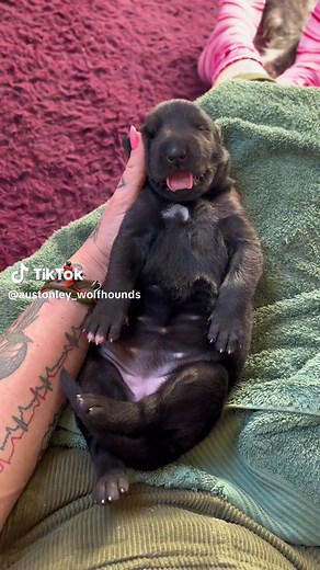 Austonley Irish Wolfhounds on TikTok