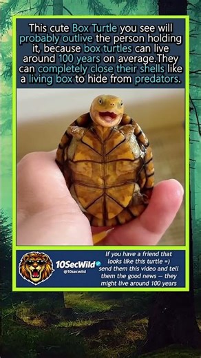 This Tiny Turtle Might Outlive You 🐢😄