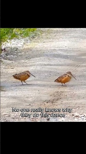 Birds with the grooviest dance moves #woodcock #animalfacts