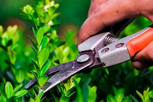 Best Bypass Pruners to Prune Effectively