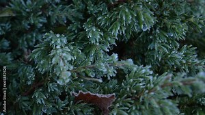 Frosty leaves and grass with shiny ice frost in snowy forest park. Leaves covered hoarfrost and in snow. Tranquil peacful winter nature. Extreme north low temperature, cool winter weather outdoor