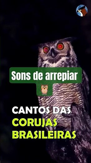 🌙 Cantos das Corujas Brasileiras: A Voz da Noite