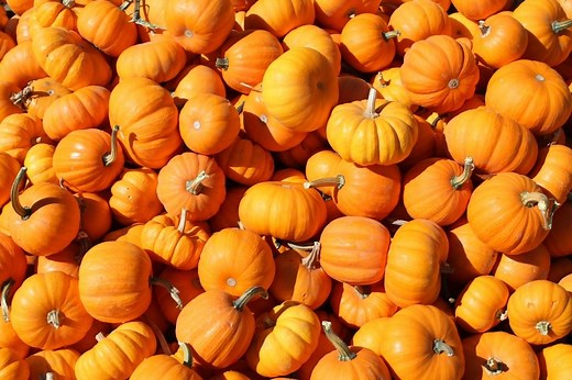 We Settle the Debate: Is a Pumpkin a Fruit or a Vegetable? Plus, How Healthy Is It?