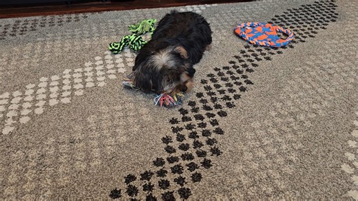 Yorkshire Terrier - Yorkie puppy for sale