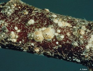 San Jose scale - Alchetron, The Free Social Encyclopedia