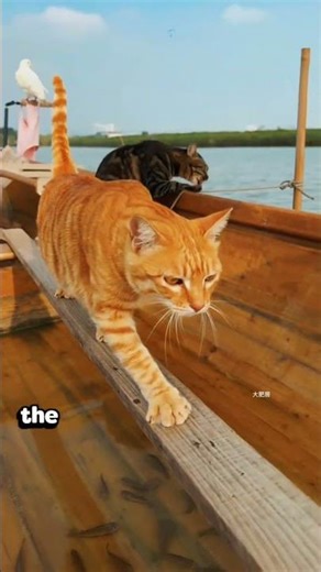 When Cats Party in the Ocean… Expect THIS 😳#shorts #youtubeshorts#cats#